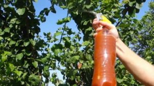 Как избавиться от тли на растениях  Средство от тли на деревьях и кустах в домашних условиях