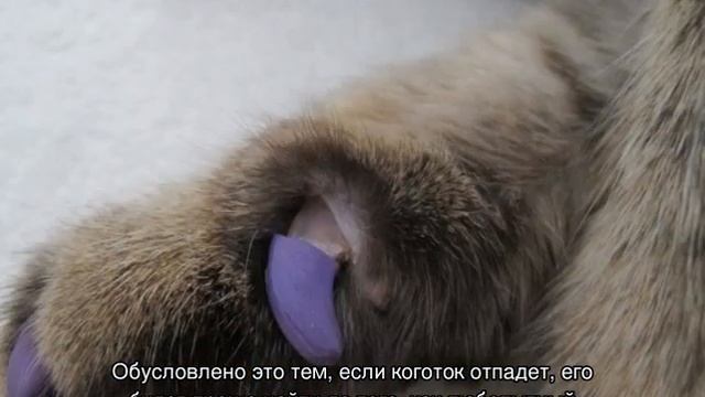 Антицарапки для кошек: как одеть колпачки для когтей и снять их смотреть онлайн