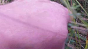 Выпускаем ящериц в естественную среду обитания.