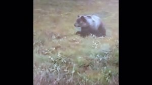 Защита от медведя!