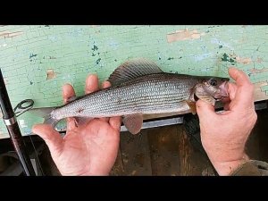 1 ИЮЛЯ \ РЫБАЛКА НА ЧАС \ С ДНЁМ РОЖДЕНИЯ ДОЧКА