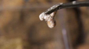 Все о домашних животных: жаба водонос