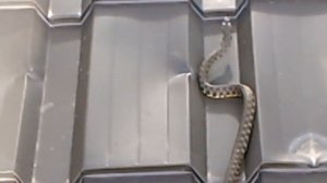 Змеи в Астрахани-2