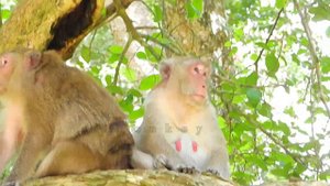 Pregnant monkey Jane very sweet & relax together with poor daughter Janna
