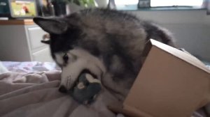 Husky Has Argument With BOX That Talks Back!