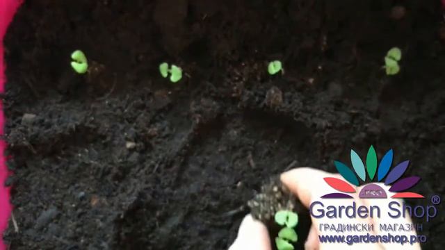 Comment planter des graines de basilic en pot смотреть онлайн