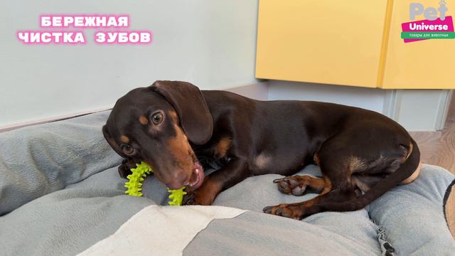 PU3063Y Игрушка для собак Pet Universe колечеко с шипами диаметр 9 см смотреть онлайн