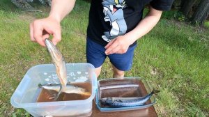 СКУМБРИЯ/ГОРЯЧЕГО/КОПЧЕНИЯ. 2 вида/МАРИНАДА/сухой посол и в тузлуке/гарнир к РЫБЕ. САло C КАРТОШКОЙ