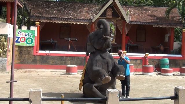 Шоу слонов, зоопарк Пхукета смотреть онлайн