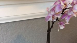 Peloric Dtps. Jiaho's Pink Girl