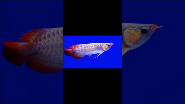 ASIAN  AROWANA  FISH. Indonesia national aquatic animal