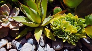 ELEVATE YOUR BACKYARD WITH SUCCULENTS