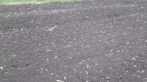 Посев подсолнуха без культивации sowing of  sunflower without cultivation