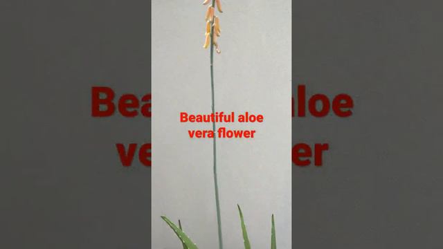 Amazingly beautiful Aloe Vera flower