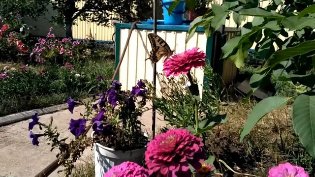 Красивая бабочка МАХАОН собирает нектар! смотреть онлайн