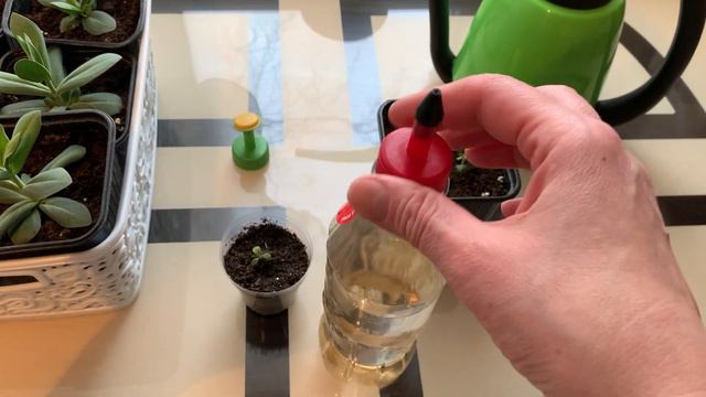 Какими приспособления использую для полива ясельной рассады. смотреть онлайн