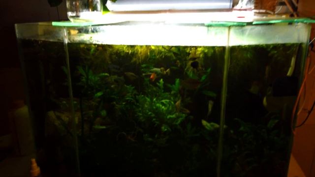 Разведение артемии, в домашних условиях часть 1 смотреть онлайн