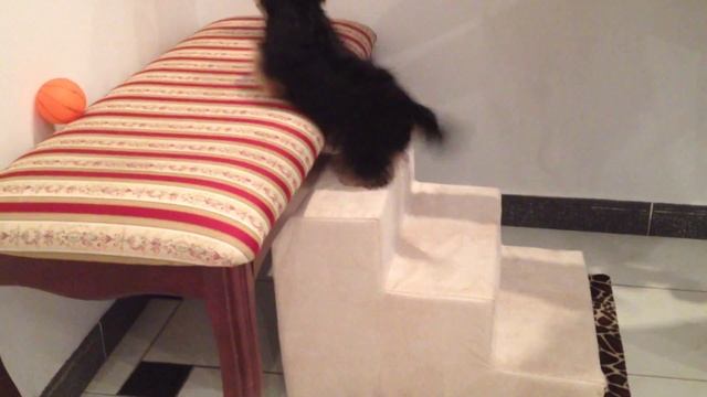 Зачем нужна лестница для собак