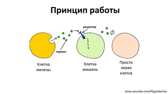 3. Эндокринная система часть I (8 класс) - биология, подготовка к ЕГЭ и ОГЭ 2020 смотреть онлайн