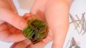 Фитиль УБИЛ корневую фиалки. ВЯЛЫЕ листья и МОКРАЯ земля - ЗАГНИВАНИЕ КОРНЕЙ.