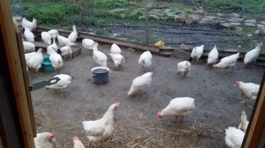 куры после антибиотиков.