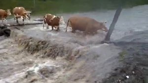 Горный Алтай наводнение - Шебалинский район - Черга - 2