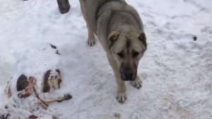 Кавказский волкодав. Дочь Вулкана