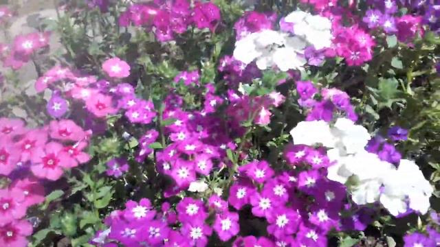 Today i will give you the information of flox flower. .. смотреть онлайн