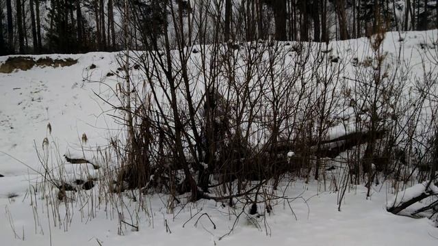 Зимний камуфляж, белый маскхалат Тест драйв