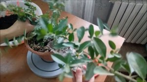 Пираканта /Pyracantha на пути к Бонсай #1  Октябрь 2021#Pyracantha #bonsai  #BonsaiNaBalkone