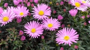 Алиби 1 - 16 серии (сериал 2021)