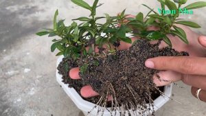 How to Grow Ixora coccinea flowers in Bananas at home for beginners | Vườn