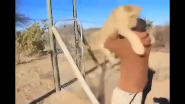 Дружба Льва и Человека смотреть онлайн