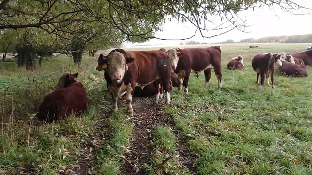 ЛЕЖБИЩЕ ГЕРЕФОРДСКИХ БЫЧКОВ, #дикфарм, #dikfarm 01 Октября 2019.