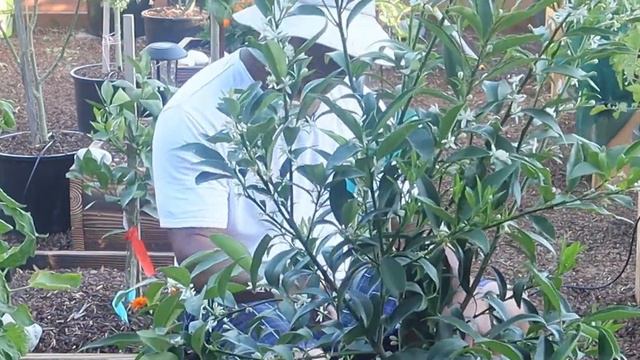 THE NAGAMI KUMQUATS 2020 #chinesegrownkumquats #kumquatsinabucket смотреть онлайн