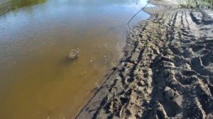 р Чепца .Рыбалка,гусевы пески.