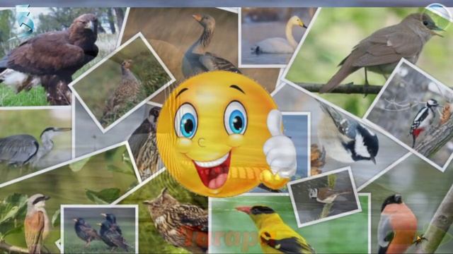 Водоплавающие птицы + звуки???Малыш учит смотреть онлайн