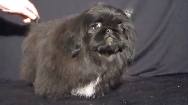 ZHUL`ETTA GARDEN PARADISE. Пекинесы. Питомник пекинесов Garden Paradise. смотреть онлайн