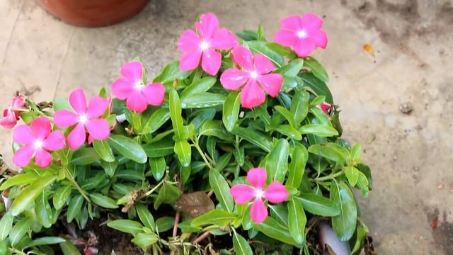 Growing Gomphrena from SEED & TRICKS for MAXIMUM Flowers смотреть онлайн