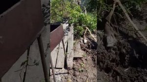 Как выкопать дерево вместе с корнем легко и просто))