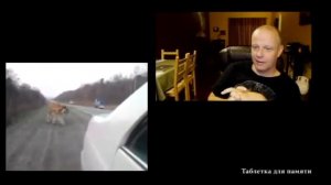 Уссурийский тигр На дороге Реакция американца Американский профессор на русском