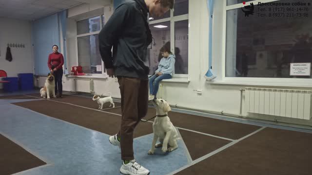 Занятие в группе по дрессировке (курс Начальное послушание). Тольятти, 25 апреля 2022. смотреть онлайн