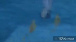 Князь владимер( может знает лес.)