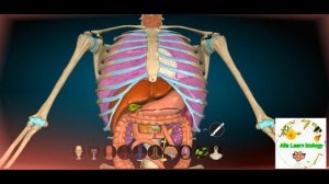 Обзор пищеварительной системы в 3 Д атласе.