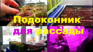 Подоконник для рассады. Как отсечь холод от стекла