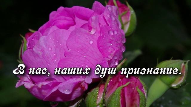 РОЗЫ И ДОЖДЬ _  Слова Валерий Гурков _  Композитор Андрей Обидин _ Видео Сергей Зимин