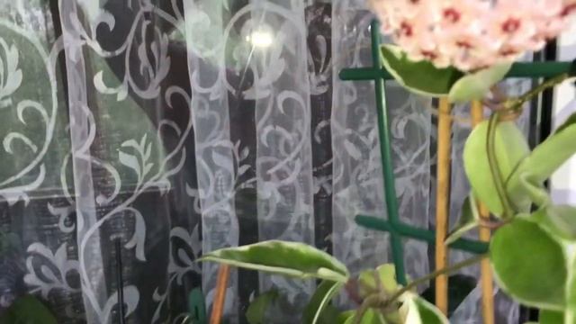 Зацвели хойи Компакта и Карноза Кримсон квин! Любуемся!! смотреть онлайн