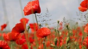 Красные маки -горькая память земли