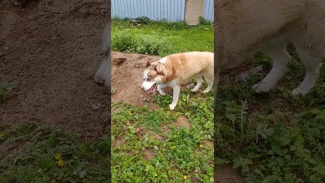 Хаски Майк и кавказская овчарка Соня. Видео спустя два года. Псы в самом расцвете сил. смотреть онлайн