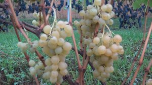 Виноград Палатина